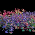 Colorful Flowering Shrubs With Red Purple Blue And Green Leaves In Dense Growth