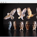 Various Owls in Flying and Standing Poses with Different Colors on Dark Background