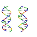 Colorful DNA Double Helix Molecular Structure With Vibrant Red Green Blue Yellow Strands