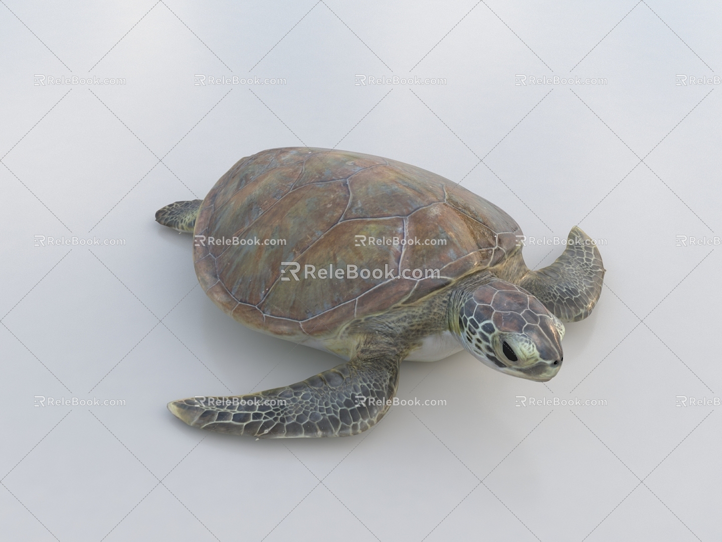 Tortoise turtle snapping turtle turtle turtle 3d model