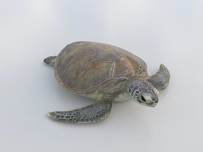 Green Sea Turtle With Brown Shell And Patterned Flippers On White Background 3d model