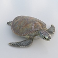 Tortoise turtle snapping turtle turtle turtle 3d model