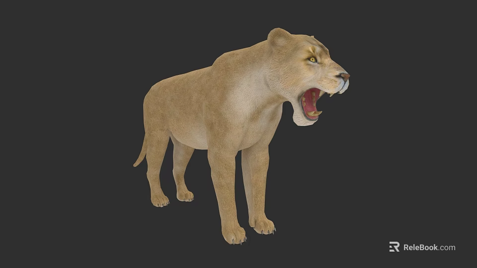 Realistic 3D Lioness Model With Open Mouth Standing On Dark Background 3d model 