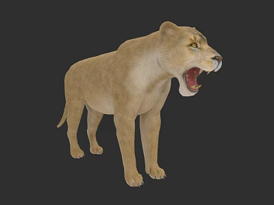 Realistic 3D Lioness Model With Open Mouth Standing On Dark Background 3d model