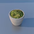 Green Palm Leaf Bonsai Potted Plant With Concrete Pot And Fresh Foliage For Indoor Decor