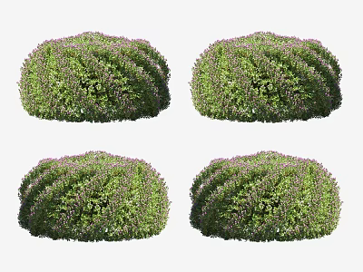 Four Rounded Well Trimmed Bushes With Green Leaves And Purple Flowers 3d model
