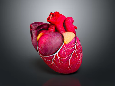 Realistic Anatomical 3D Model Of Human Heart With Detailed Vascular Structure 3d model