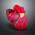 Realistic Anatomical 3D Model Of Human Heart With Detailed Vascular Structure