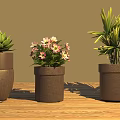 Three Potted Succulent Pink Flowering And Palm Like Plants On Wooden Table Brown Background