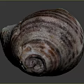 Colorful Striped Conch with Intricate Spiral Shell Patterns on Dark Background
