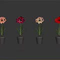 Four Potted Flowers of Different Colors in Black Pots with Gray Background and Reflections