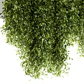 Lush Green Hanging Vines Decorative Plants With Wall Mounted Planter Stand
