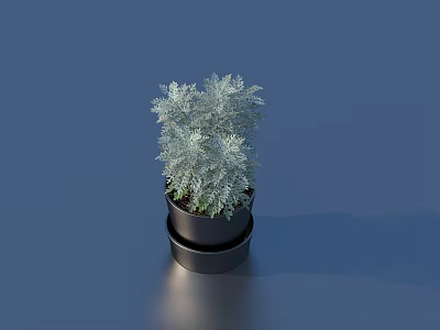 Bonsai Potted Plant With Silver Gray Foliage In Black Pot On Blue Reflective Surface 3d model