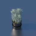 Bonsai Potted Plant With Silver Gray Foliage In Black Pot On Blue Reflective Surface