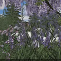 Blooming Purple Wisteria and White Snowdrops in Garden with Green Grass and Shrubs
