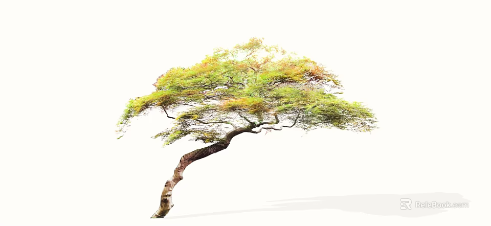 Graceful Arbor With Brown Twisted Trunk And Green Yellow Swaying Leaves 3d model 