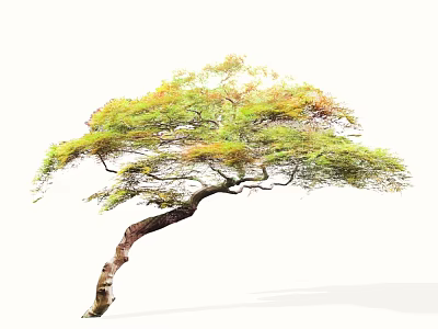 Graceful Arbor With Brown Twisted Trunk And Green Yellow Swaying Leaves 3d model
