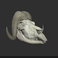 Realistic Detailed Ram Skull With Large Curved Horns On Dark Background
