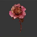 Beautiful Rose With Pink And Beige Petals Green Leaves Stem On Dark Background