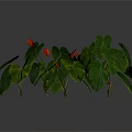 Green Leafy Plants With Large Green Leaves And Red Flowers On Dark Background