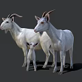 White Goats Family Group With Adult And Baby Standing On Gray Background