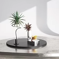 Green Red And Yellow Decorative Indoor Plants On Black Circular Tray With Gray Tabletop