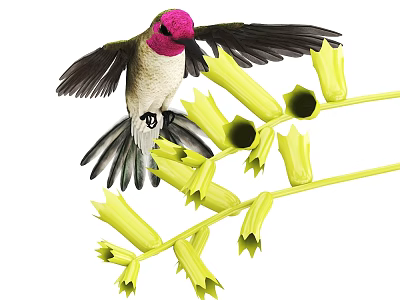 Hummingbird in flight with pink head and black wings feeding on yellow flowers 3d model