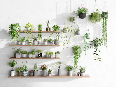 Various Bonsai Potted Plants On Wooden Shelves With Hanging Vines And White Wall Background 3d model