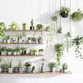 Various Bonsai Potted Plants On Wooden Shelves With Hanging Vines And White Wall Background
