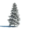 Evergreen Arbor With Tall Straight Trunk And Lush Green Foliage