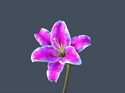 Pink Lily with Purple Spots on Petals and Yellow Stamen Against Dark Background 3d model