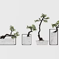 Stylish Bonsai Plants in White Square Rectangular Pots with Various Sizes and Shapes 3d model