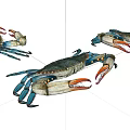 Three Aquatic Crabs With Blue Green Shells And Orange Claws On White Background