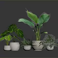 Various Green Leafy Potted Plants In White Pots With Different Sizes And Indoor Arrangement