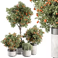 Bonsai Potted Plants with Lush Green Leaves and Ripe Orange Fruits in Modern Decorative Pots