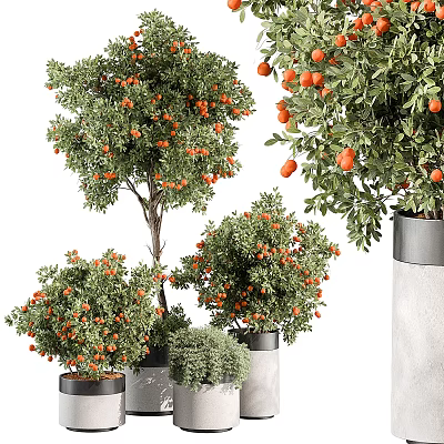 Bonsai Potted Plants with Lush Green Leaves and Ripe Orange Fruits in Modern Decorative Pots 3d model