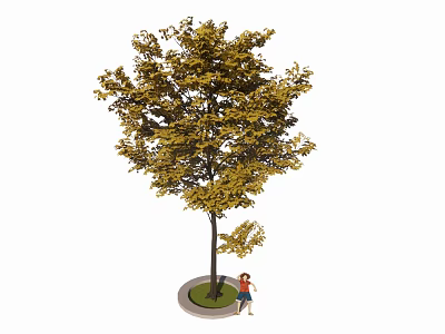 Autumn Tree with Yellow Leaves and Person Standing Under Circular Planter 3d model