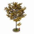Autumn Tree with Yellow Leaves and Person Standing Under Circular Planter