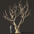 Tall Leafless Tree With Thick Trunk Twisted Branches And Small Figure Beside