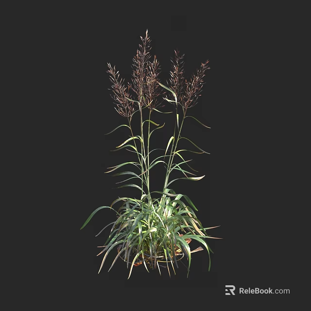 Herbaceous Plants With Long Green Leaves And Purple Spiky Inflorescences On Black Background 3d model 