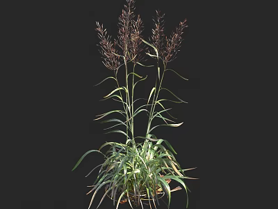 Herbaceous Plants With Long Green Leaves And Purple Spiky Inflorescences On Black Background 3d model