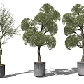 Three Different Shaped Bonsai Trees In Grey Cement Pots With White Backdrop