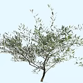 Elegant Olive Tree with Slender Branches and Lush Green Leaves in Natural View