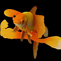 Vibrant Orange And Yellow Goldfish With Flowing Fins And Elegant Tail