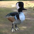 Colorful Duck With Black White Brown Feathers Standing In Natural Green Surroundings