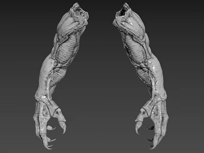 Realistic Muscular Creature Claws 3D Model With Textured Skin And Sharp Talons 3d model