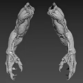 Realistic Muscular Creature Claws 3D Model With Textured Skin And Sharp Talons 3d model