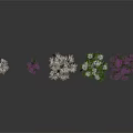 Various Decorative Plants with White Purple and Green Foliage Arranged in a Row