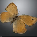 Detailed Orange Butterfly with Orange Wings and Black Spots on Dark Background