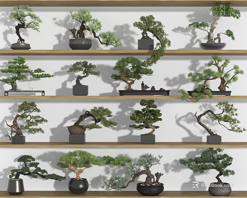 Various Bonsai Trees Displayed On Wooden Shelves With Decorative Pots 3d model 